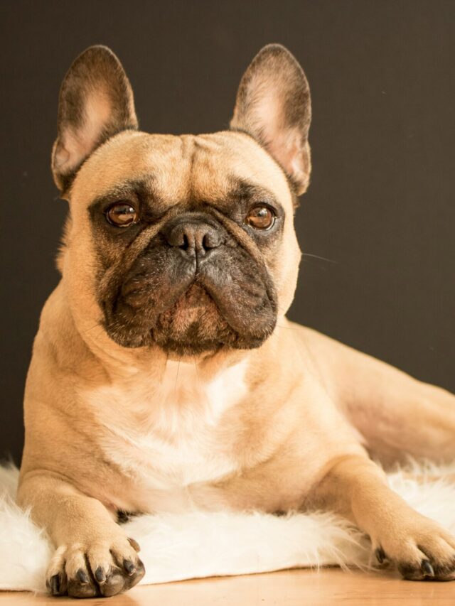 alexandru-sofronie-5mR3z8PcCOQ-unsplash