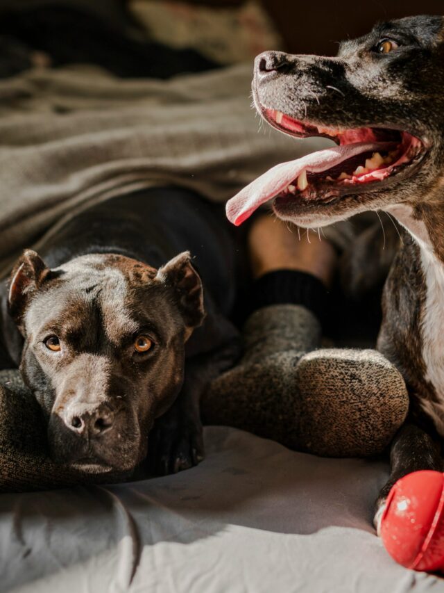 chewy-8S0cSJ1Dy9Q-unsplash