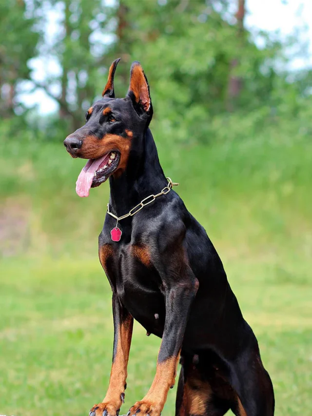 doberman dvdfg
