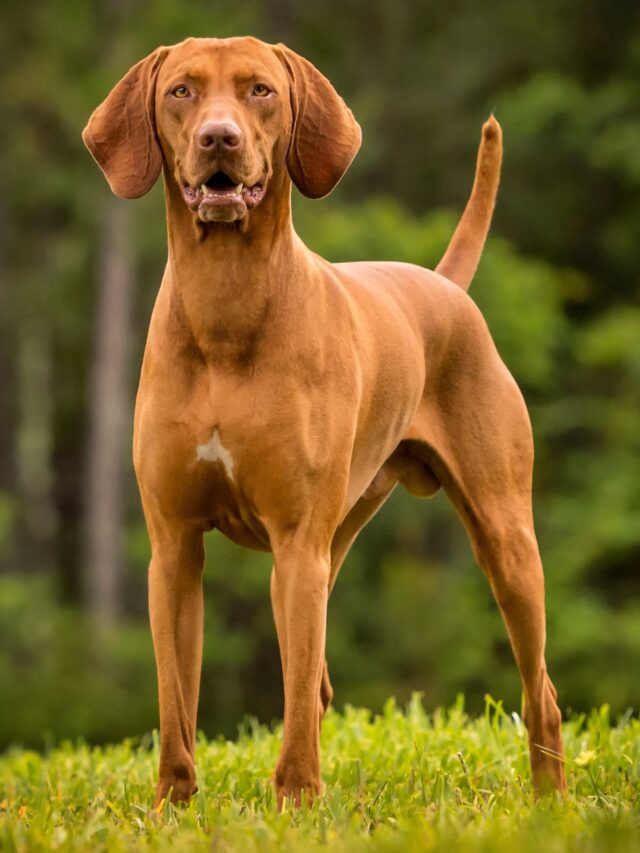 loving-dogs-most-affectionate-vizsla-1576374564 dbfdhg