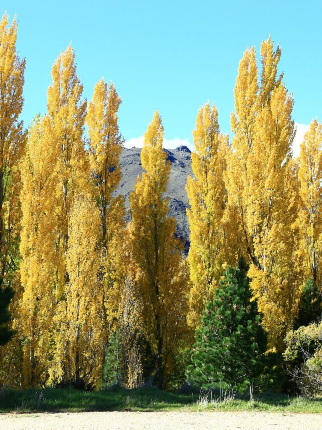 nareeta-martin-dAkeSNgXBfY-unsplash