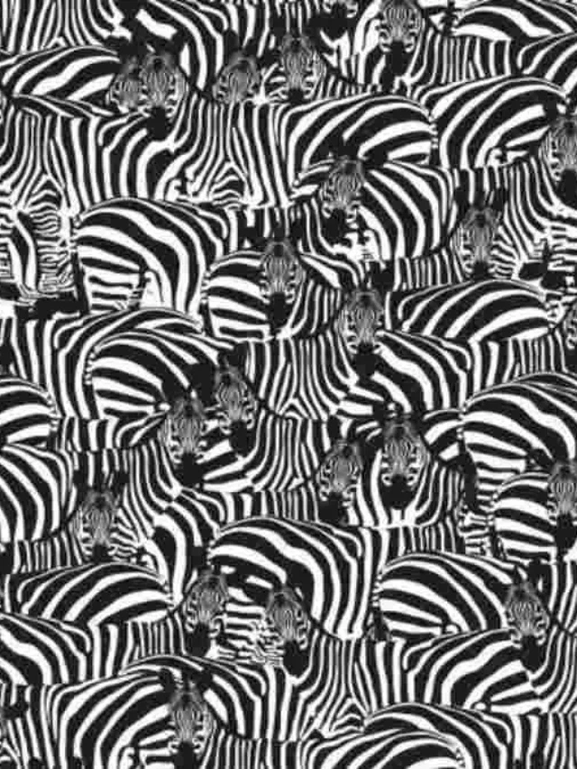 optical-illusions-find-hidden-objects