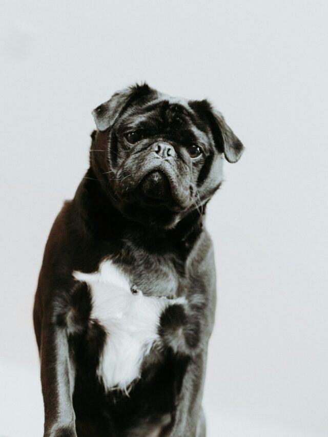 priscilla-du-preez-OMfptOCIuQw-unsplash