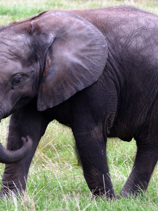 Here Is Each Zodiac Sign’s True Soul Animal Ranked