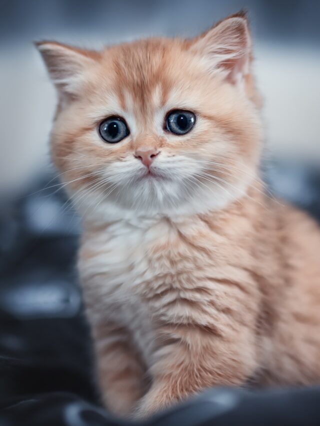 All the Signs a Cat Considers Their Human Their Mother