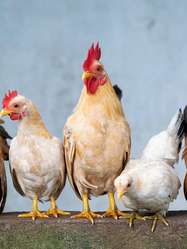 Master Jamaican Jerk Chicken In 2 Simple steps : Perfect Ideas for Occupied Mums