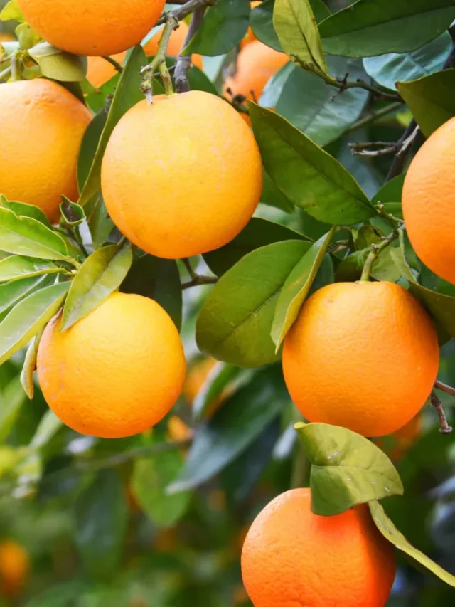 20-water-filled-foods-body-hydrated dgfbg