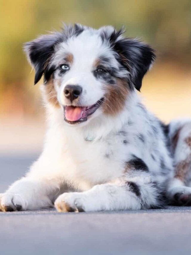 World’s Largest Dog Breeds