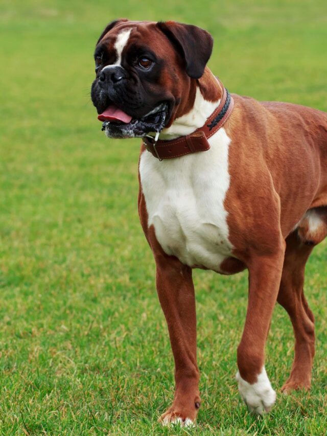 The easiest dog breeds to train