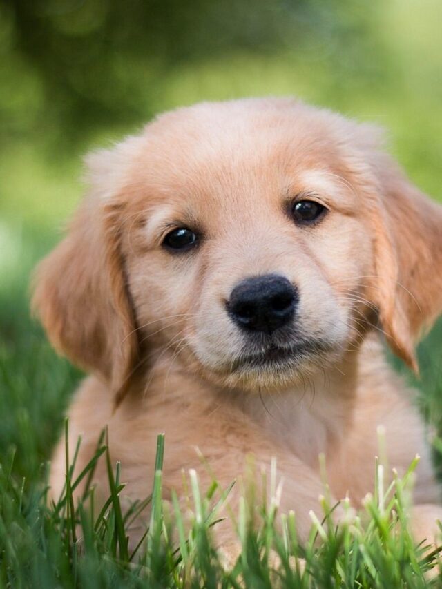 Golden Retriever’s Pure Elation Upon Picking Up Dad at Airport is Everything