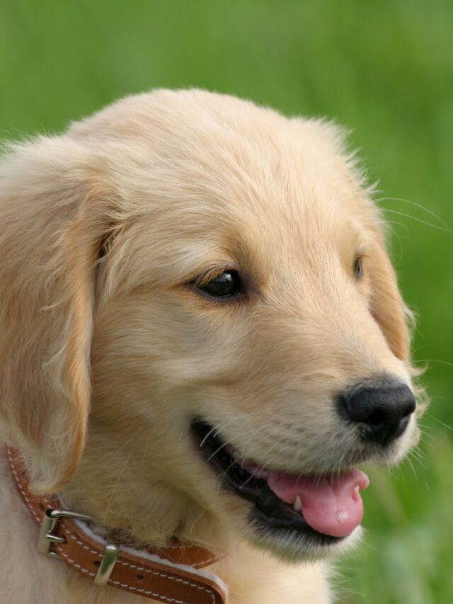 Golden Retriever’s Pure Elation Upon Picking Up Dad at Airport is Everything