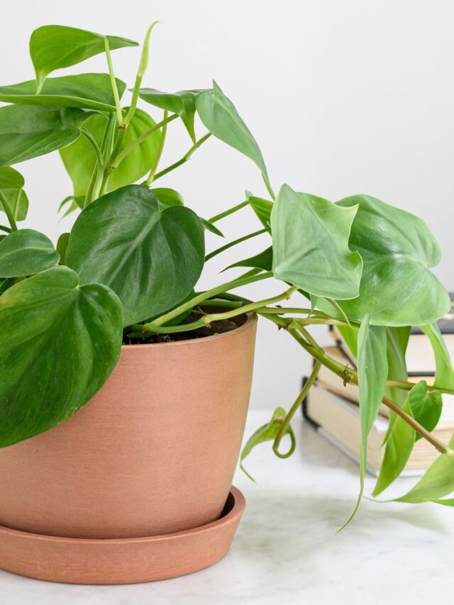 3 Top Indoor Plants That Love Artificial Light