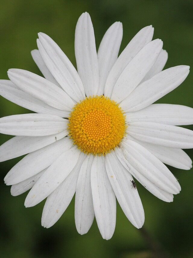 5 Recipes for Refreshing and Healthy Margaritas
